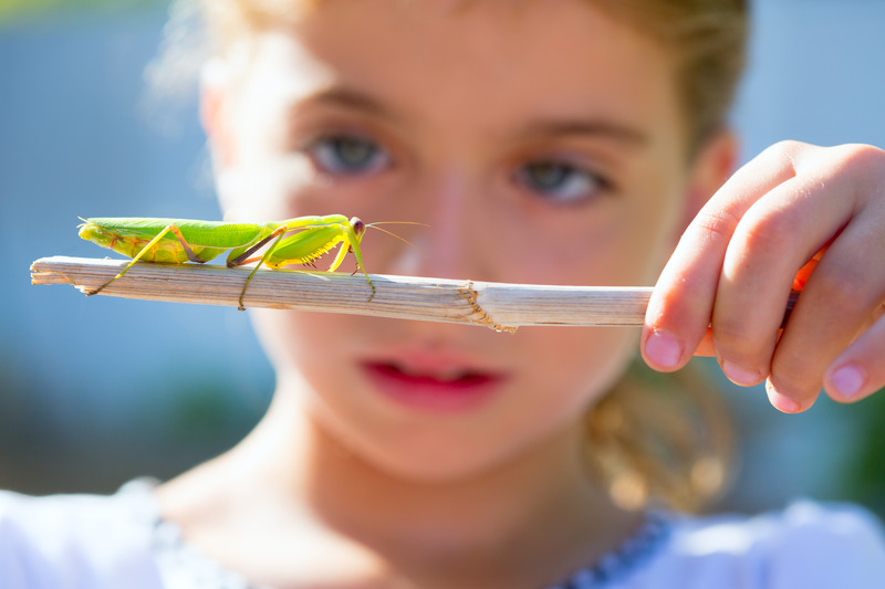 naturalist biologist kid girl looking praying mantis